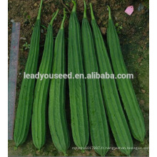 MLU01 Chuanggua forte hybride résistante hybride luffa graines pour la plantation